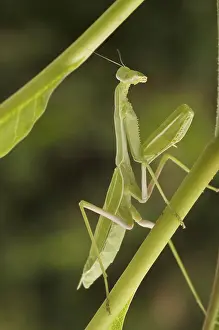 Green Background Drucke: Praying mantis against a green background