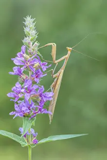 European Mantis Drucke: Praying mantis (Mantis religiosa)