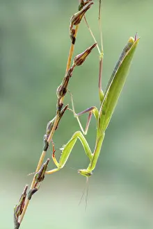 Burgenland Wildlife Drucke: Praying mantis (Mantis religiosa)