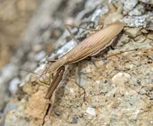 Insect Fauna Photography Drucke: Praying mantis Mantis religiosa