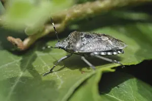 Insect Pest Control Drucke: Predatory bug, bug, insect, pest