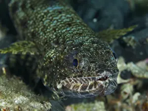 Bilder Datiert 28. Juli 2024: Reef lizardfish print