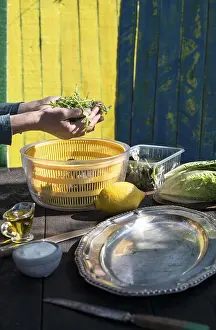 Arugula Salad Drucke: Preparing salad of arugula natural light