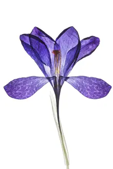 Spring Crocus Drucke: Pressed spring crocus (Crocus vernus) on white background