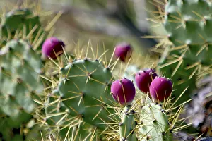 Deserted Canary Islands Drucke: Prickly pear