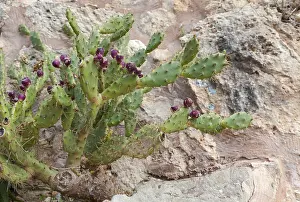 Nutrition Benefits Drucke: Prickly pear