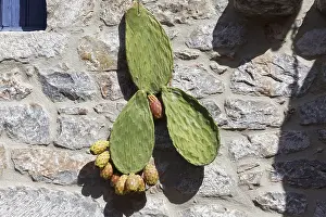 Southeast Europe Landscape Drucke: Part of a prickly pear with fruit