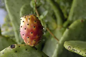 Prickly Pear Fruit Drucke: Prickly pear at the leaf, fruit