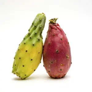Prickly Pear Drucke: Prickly pear on white background