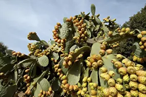 Gerahmter Druck : Opuntien. Prickelkaktus - ein wunderschönes Beispiel für die Vielfalt der Pflanzenwelt Gerahmter Druck : Opuntien. Prickelkaktus - ein wunderschönes Beispiel für die Vielfalt der Pflanzenwelt