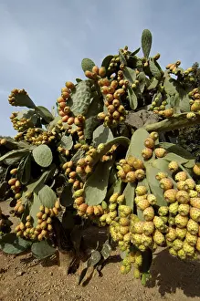 Cactus Pear Fruit Drucke: Prickly pears