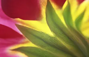 Close View Of A Bloom Drucke: Primrose
