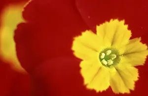 Yellow Flowering Plant Drucke: Primrose