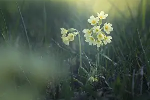 Springtime Inflorescences Drucke: Primrose in the natural environment, backlight
