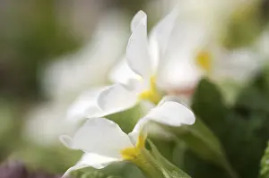 Close Up Primula Drucke: Primrose primula