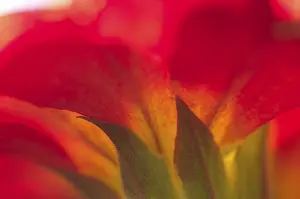 Primrose Flower Drucke: Primrose primula