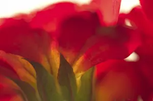 Wild Flower Macro Drucke: Primrose primula