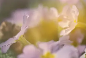 Close Up Primula Drucke: Primrose primula