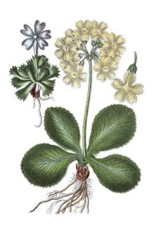 Historic Botanical Drawings Drucke: Least primrose (Primula minima) on the left