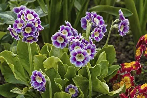 Spring Garden Drucke: Primrose or primula in the spring garden
