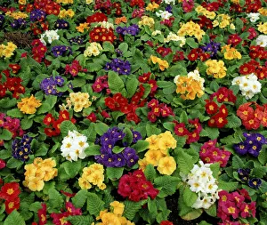 Colorful Blossoms Drucke: Primroses