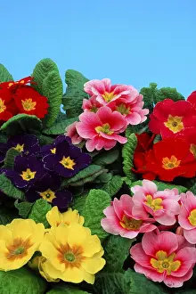 First Day Of Spring Blooms Drucke: Primroses