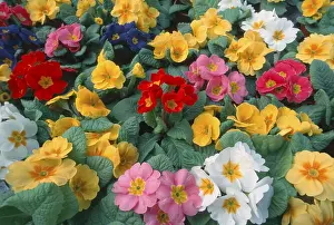 Horizontal Flower Formats Drucke: Primroses (Primula spec.)