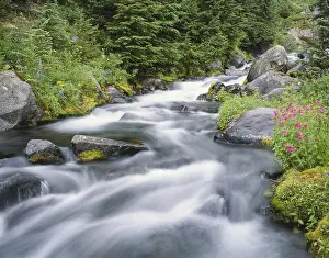 Mount Rainier National Park Drucke: A pristine mountain stream flows over mossy rocks