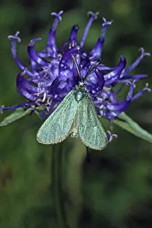 Natural Environments Drucke: Procris statices, common green ram