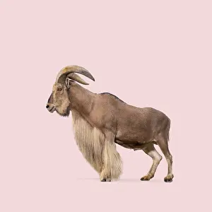 Full Body Length Studio Shot Drucke: Profile of barbary sheep standing against solid pink background