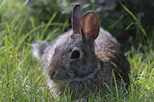 Deserted Grass Landscape Photo Drucke: Profile of a bunny rabbit in the grass
