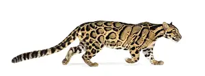 Feliformia Animal Photography Drucke: Profile of a Clouded leopard walking away