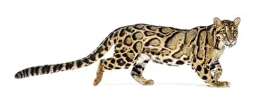 Wild Cat Portrait Drucke: Profile of a Clouded leopard walking away