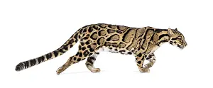 Feliformia Species Image Drucke: Profile of a Clouded leopard walking away