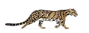Wild Cat Portrait Drucke: Profile of a Clouded leopard walking away
