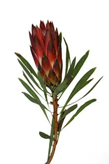 South African Flora Drucke: Protea