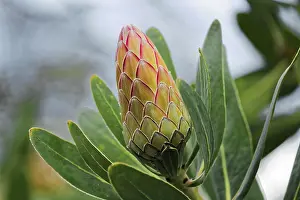 No People In The Wild Drucke: Protea Susara