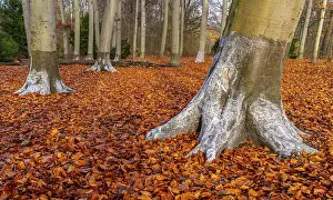 Beaver Damage Protection Drucke: Protection against beaver damage