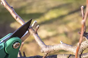 Timber Industry Equipment Drucke: Pruning apple with garden scissors