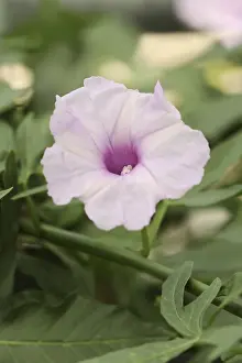 Deserted Garden Decor Drucke: Pruning bindweed (Ipomoea platensis)