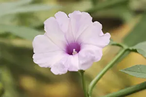 German Federal State Flowers Drucke: Pruning bindweed (Ipomoea platensis)