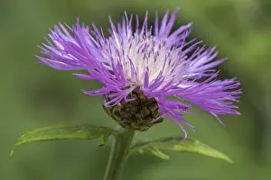 Deserted Flower Field Germany Drucke: Psephellus dealbatus (Centaurea dealbata)