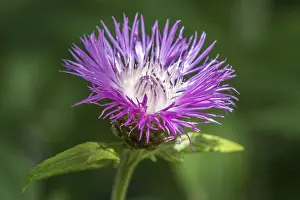 Deserted Flower Field Germany Drucke: Psephellus dealbatus (Centaurea dealbata)