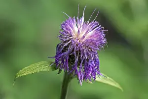 Baden Wurttemberg Plants Drucke: Psephellus dealbatus (Centaurea dealbata)