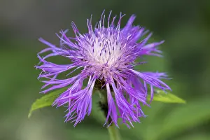 Central Europe Inflorescence Drucke: Psephellus dealbatus (Centaurea dealbata)