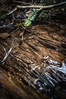 Calw Germany Travel Photography Drucke: Puddle in the forest, Black Forest