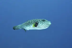 Bilder Datiert 9. August 2024: White spotted pufferfish print