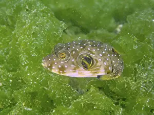 Bilder Datiert 2. August 2024: Patterned pufferfish print