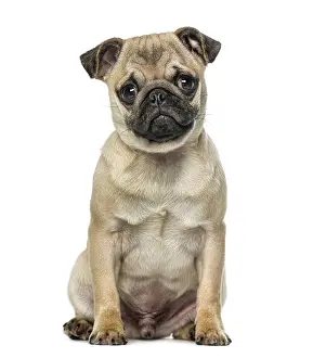 Young Animal Breed Drucke: Pug