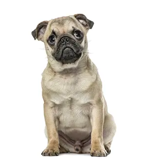 Young Pug Drucke: Pug